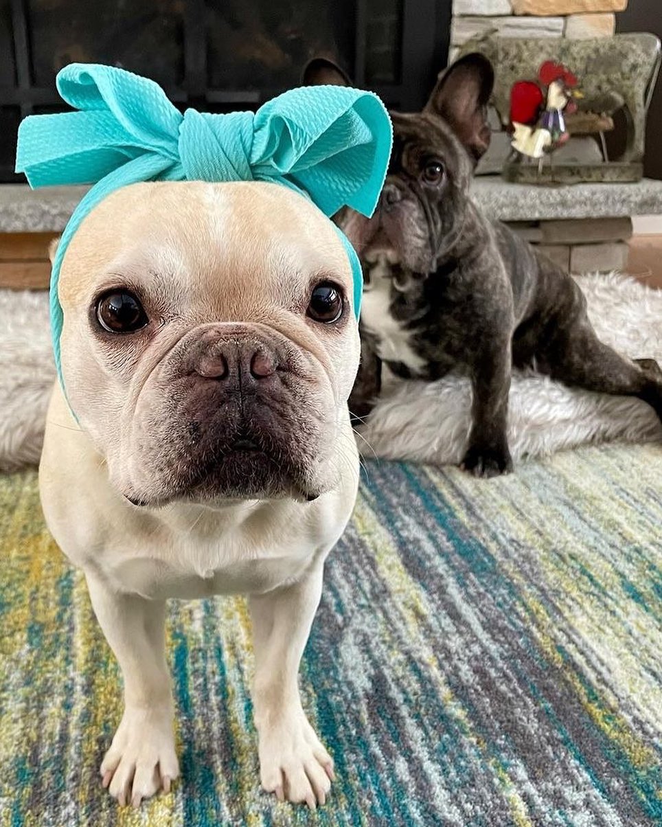 French Bulldog Eye Complications: Understanding, Prevention, and Treatment