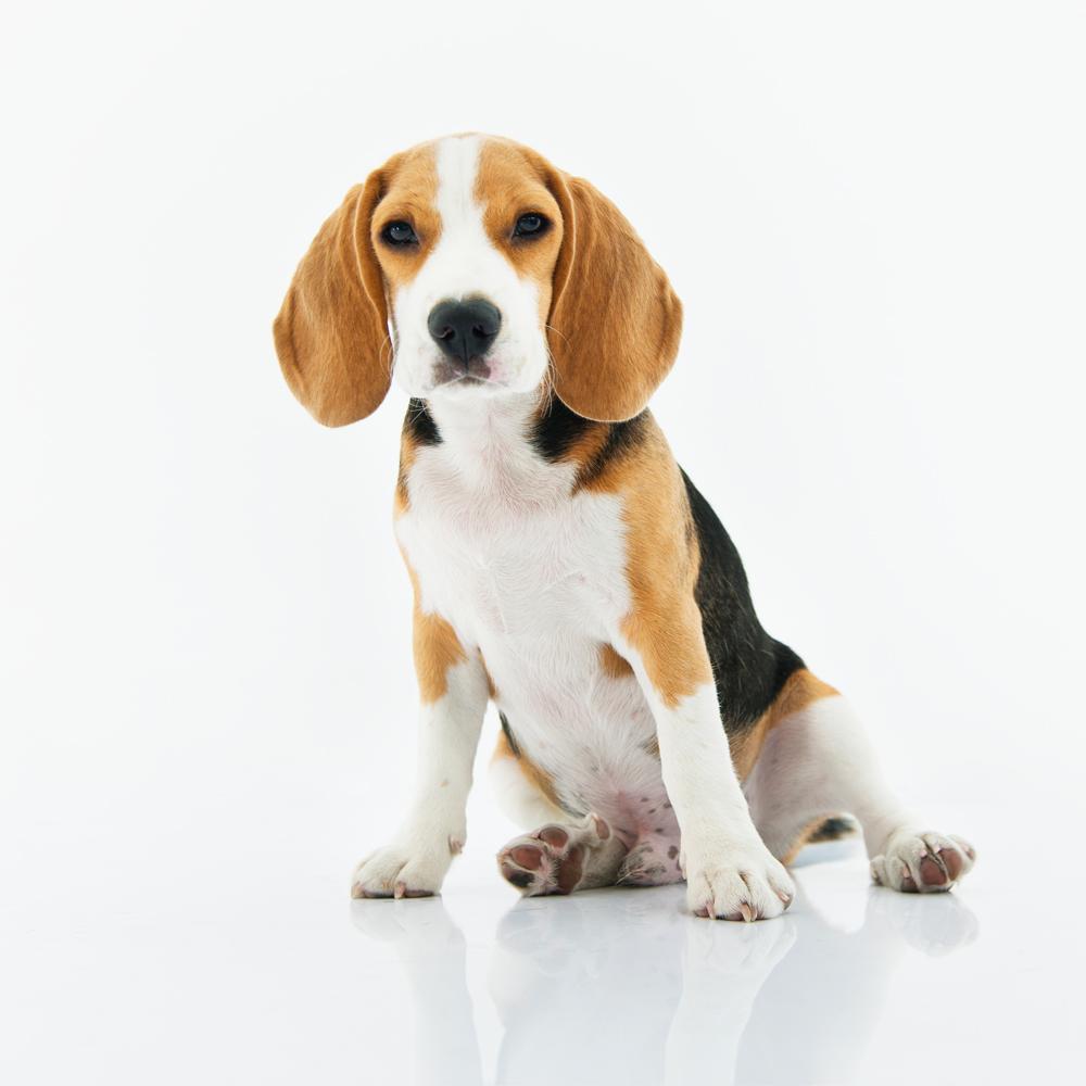 Can Dogs Eat Graham Crackers + 5 Healthy Alternatives That Dogs Can Eat