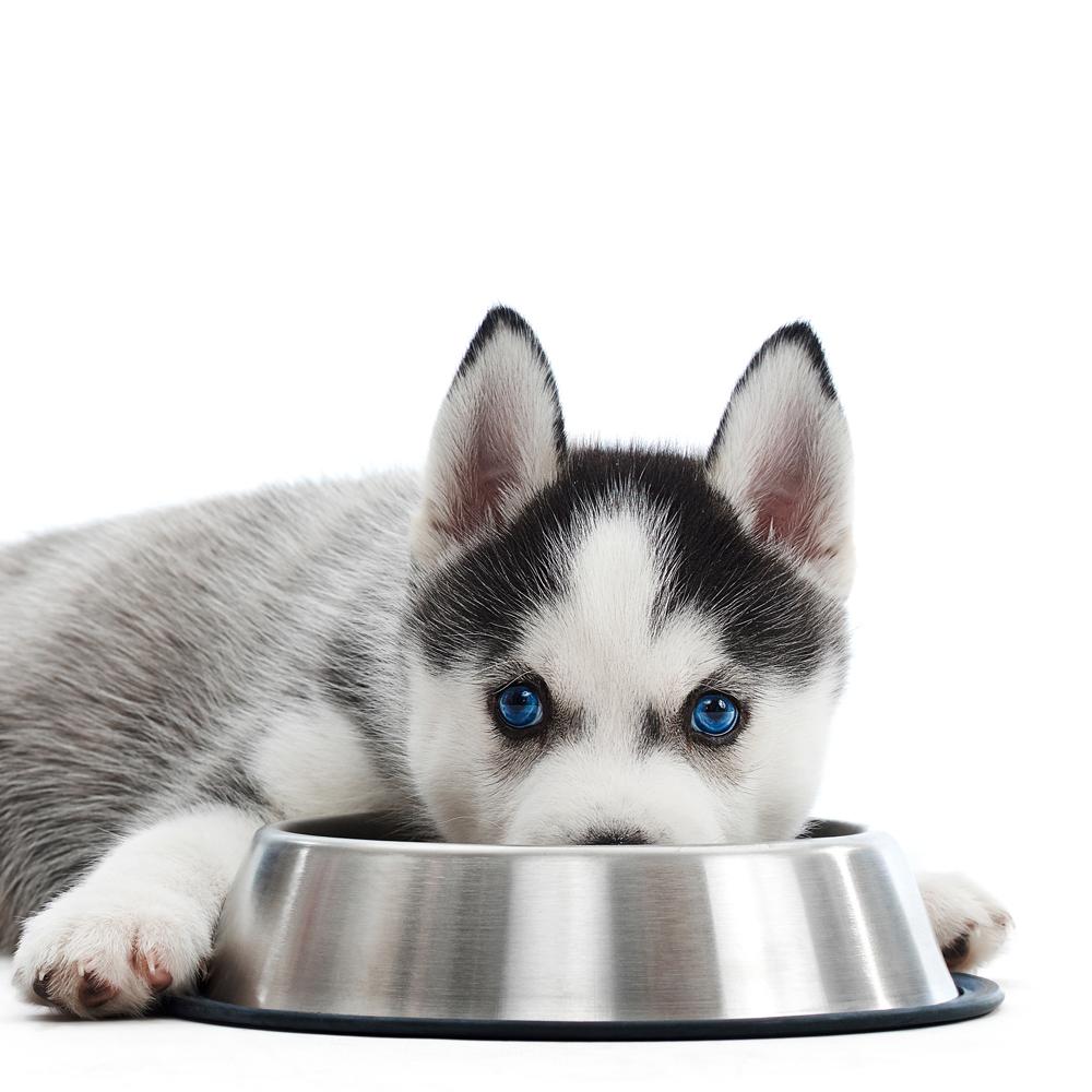 How Often You Need to Feed Your Dog