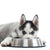 How Often You Need to Feed Your Dog