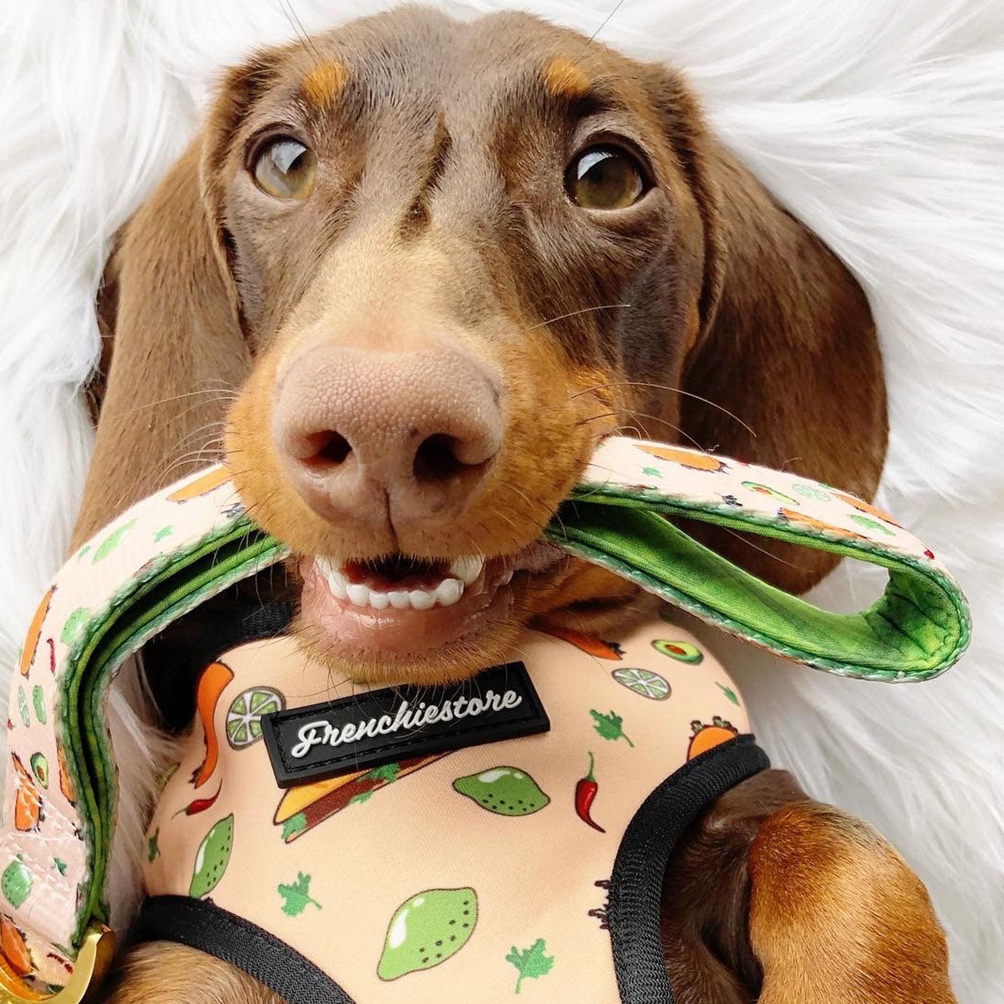 Dachshund Dog Breed – All You Need to Know