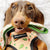 Dachshund Dog Breed – All You Need to Know