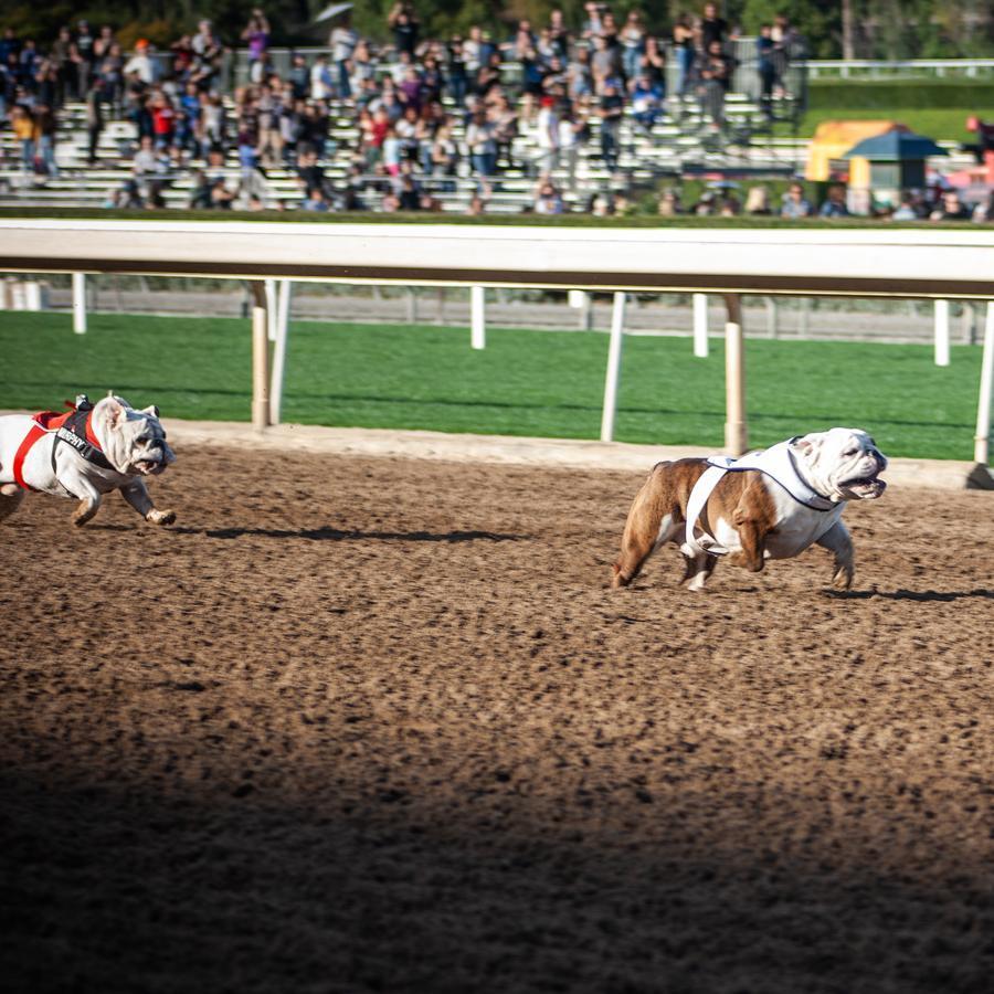 The Bulldog Derby 2020