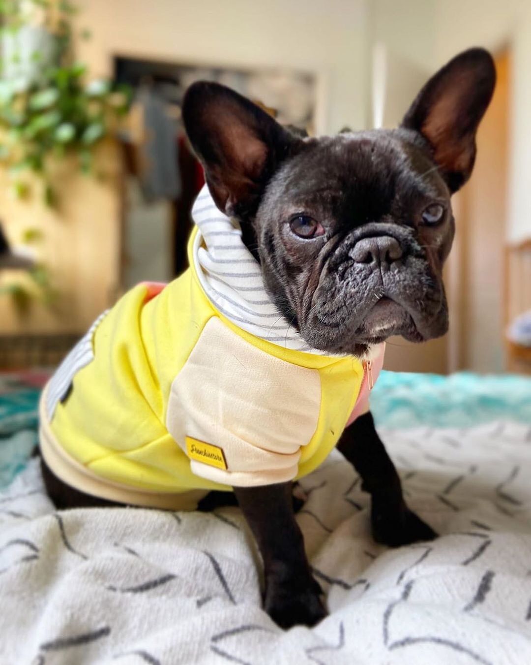 taking care of abused dog