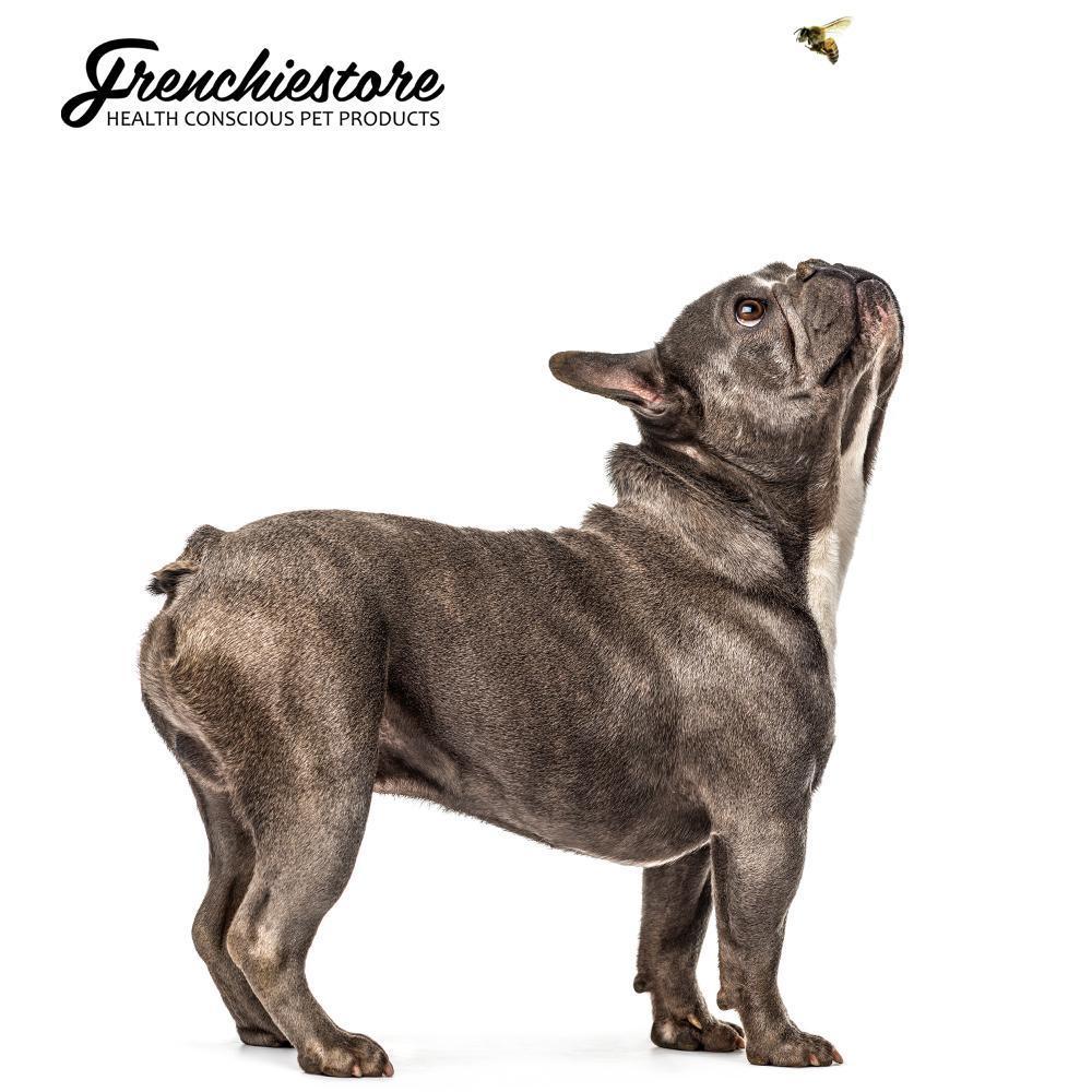 French Bulldog and Bee Bites! How to keep Your Frenchie Dog Safe