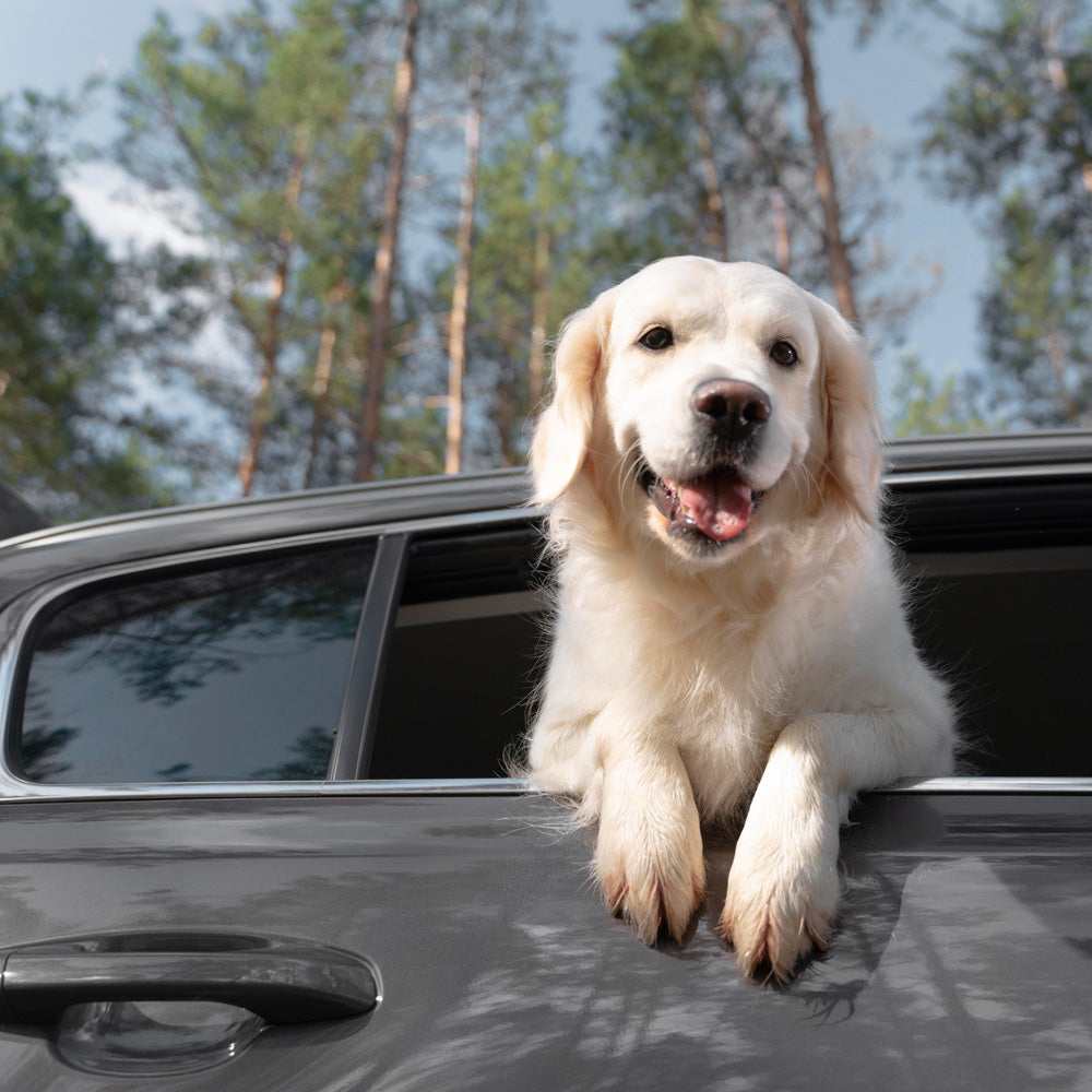 What Is The Cheapest Way To Transport A Pet?