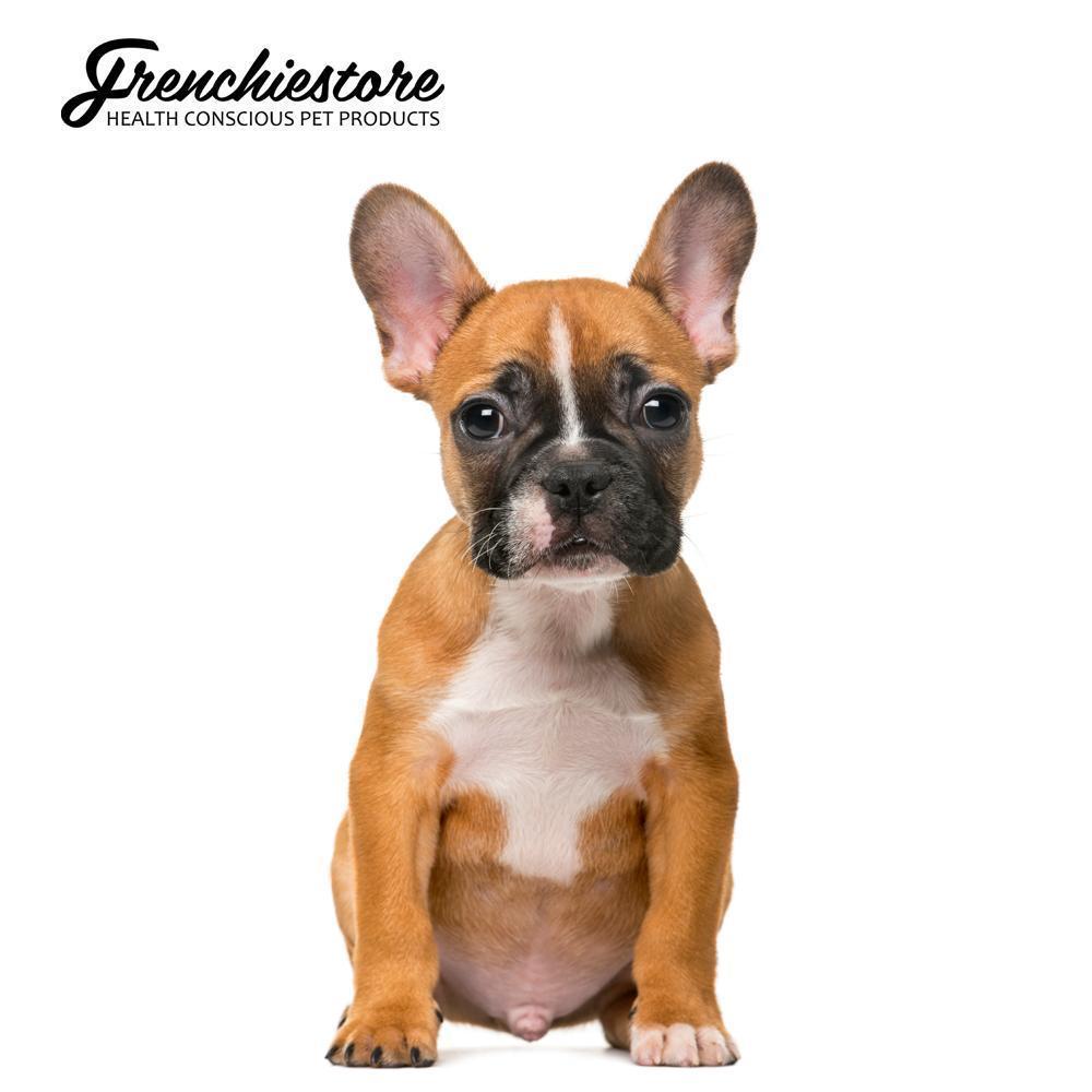 Are French Bulldogs Hypoallergenic?