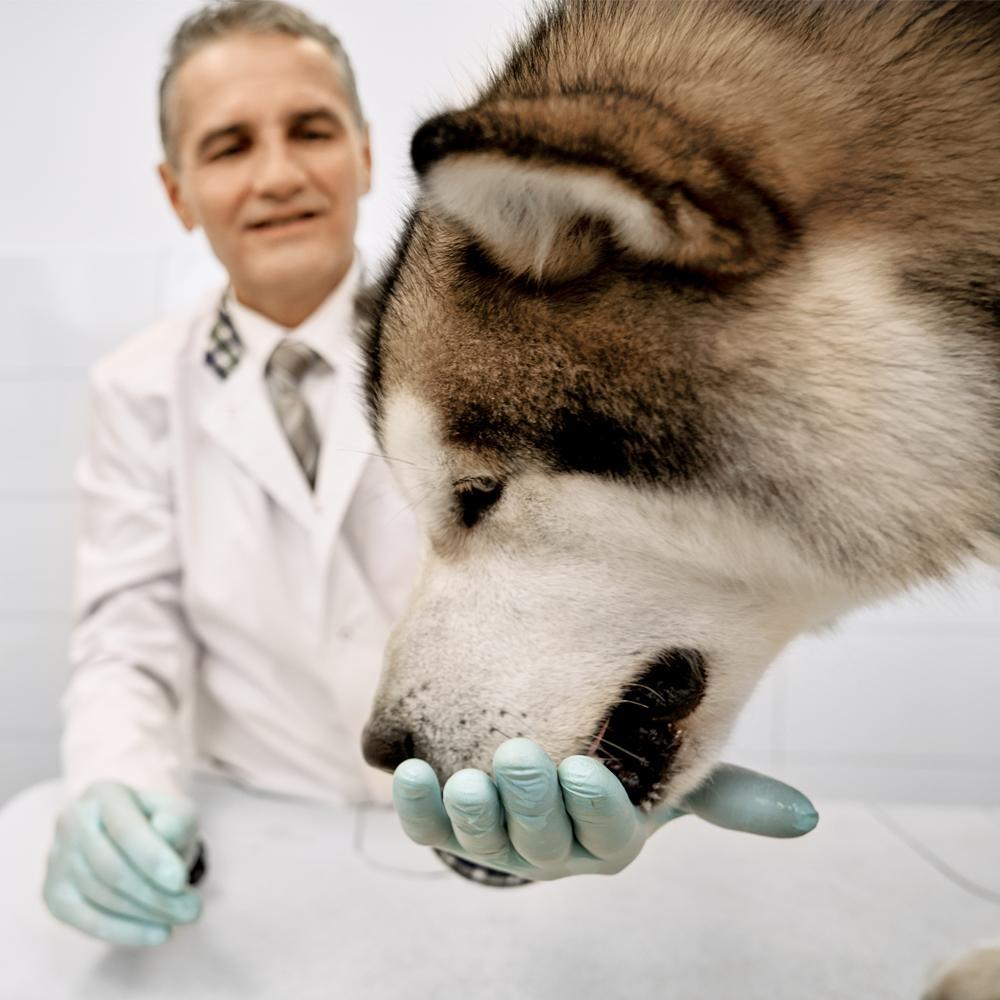 Lamb for Dogs: Lamb Dog Food Health Benefits
