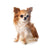 Why You Should Hire A Professional Dog Trainer
