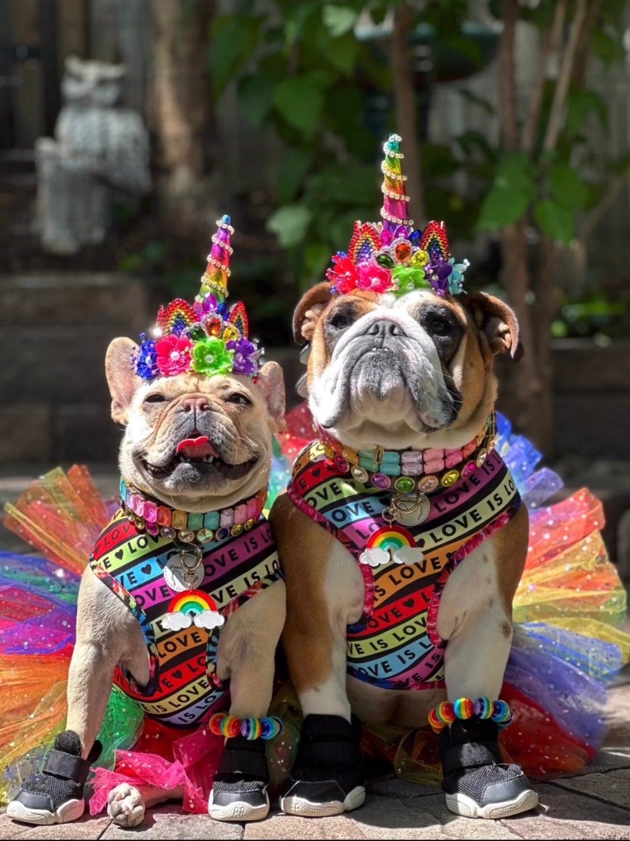 Frenchiestore Reversible Dog Health Harness | Love Is Love, Frenchie Dog, French Bulldog pet products