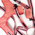 Coral Vegan Varsity Bundle | Frenchiestore, Frenchie Dog, French Bulldog pet products