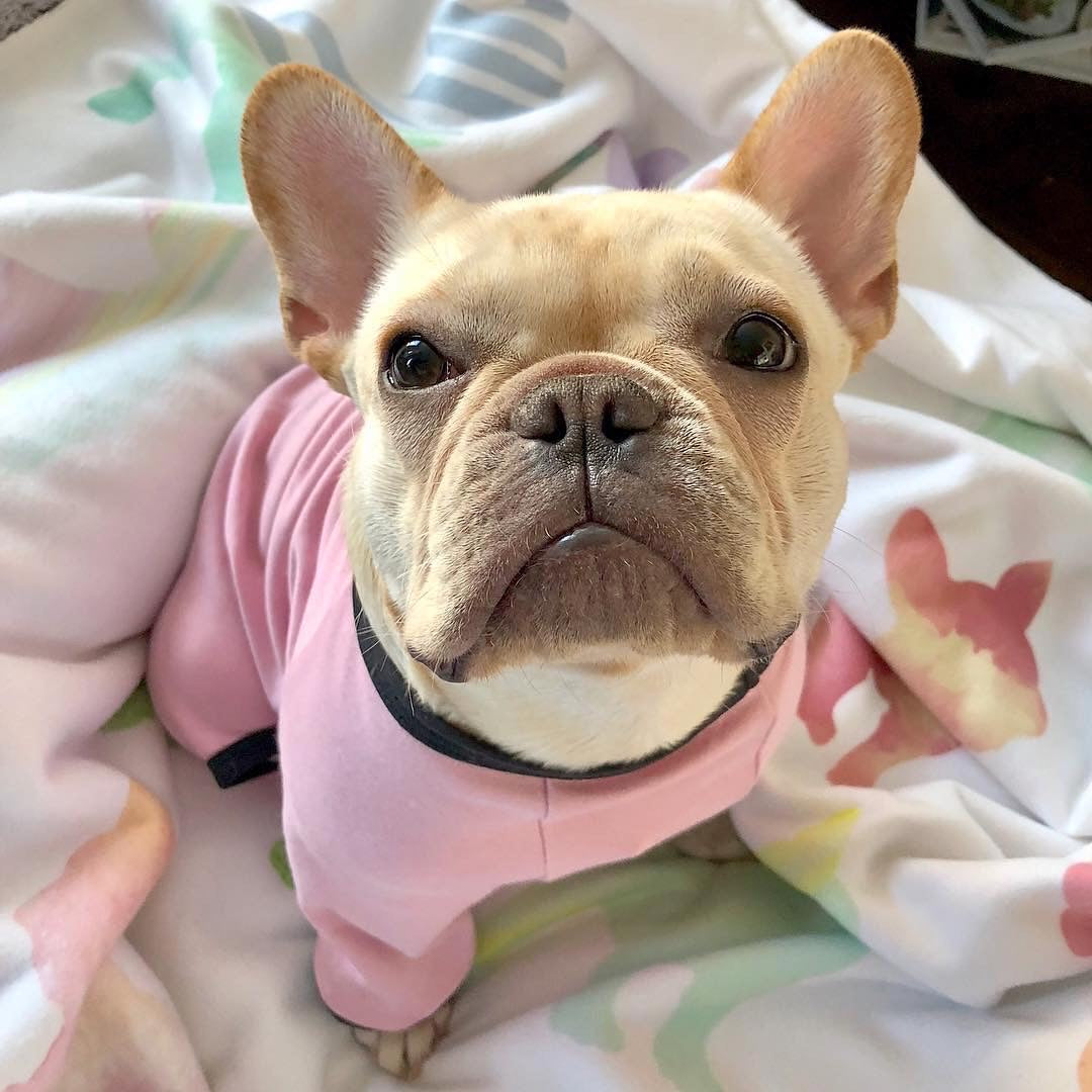 Frenchie Blanket | Frenchiestore | French Bulldogs in Watercolors, Frenchie Dog, French Bulldog pet products