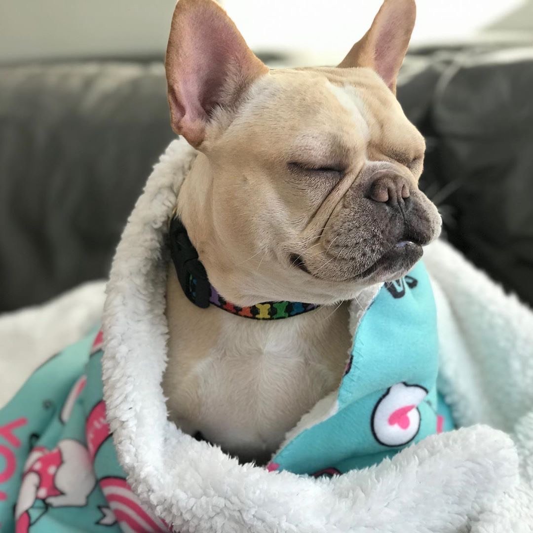 Frenchie Blanket | Frenchiestore | French Bulldog Love, Frenchie Dog, French Bulldog pet products